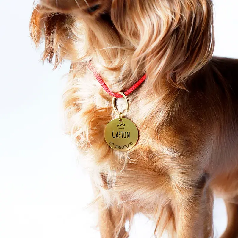 Médaille pour chien personnalisée avec gravure – Plaque d'identification dorée - Image 8